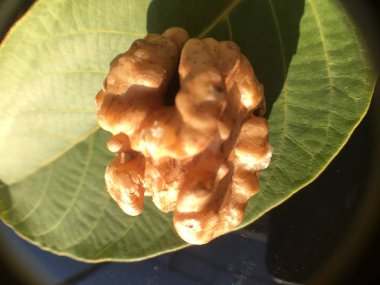 Ceviz, fındık bitki