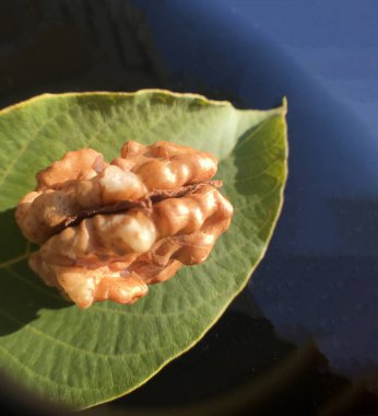 Ceviz, fındık bitki