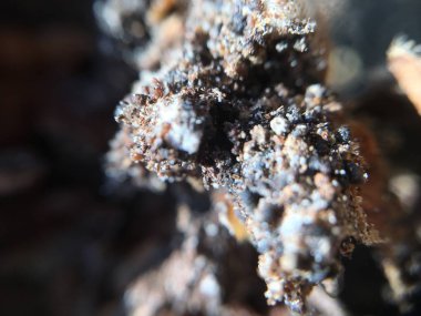 Ceviz, fındık bitki