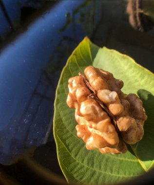 Ceviz, fındık bitki