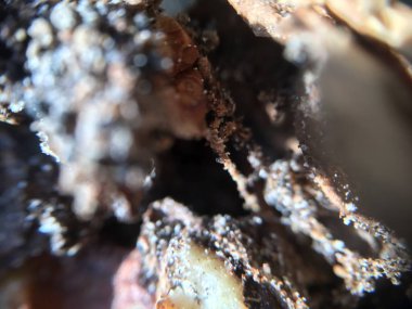 Ceviz, fındık bitki