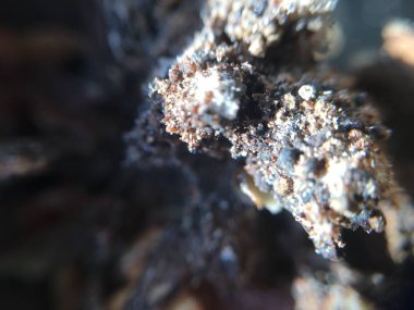 Ceviz, fındık bitki