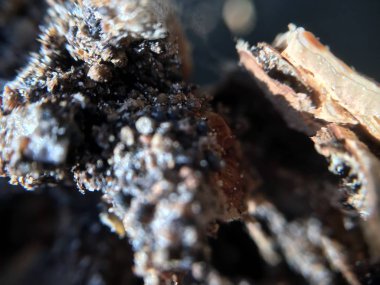 Ceviz, fındık bitki