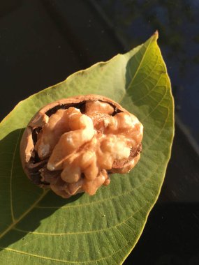 Ceviz, fındık bitki