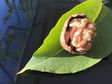 Ceviz, fındık bitki