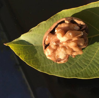 Ceviz, fındık bitki