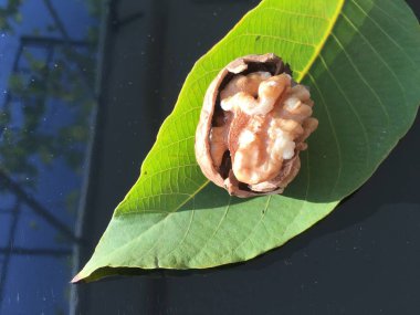 Ceviz, fındık bitki