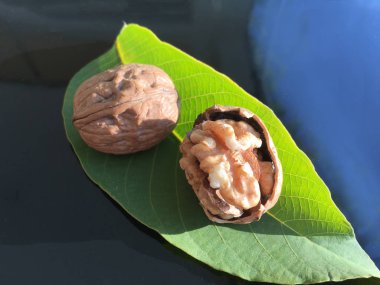 Ceviz, fındık bitki