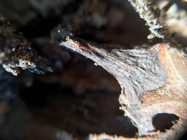 Ceviz, fındık bitki