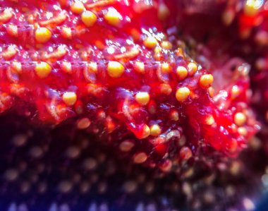 incir arka plan izole