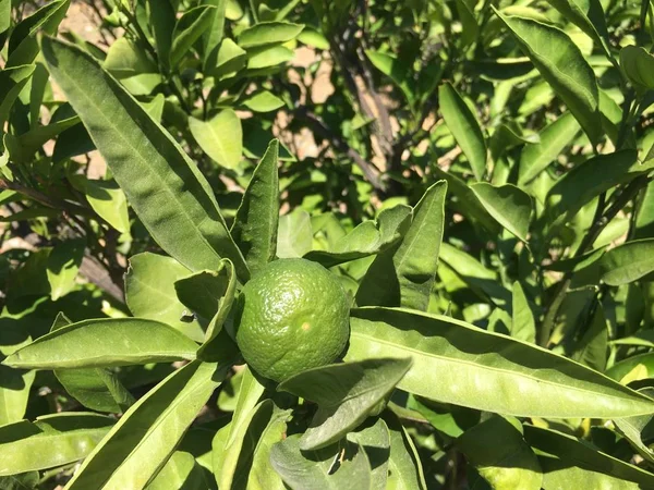 Mandalina izole — Stok fotoğraf