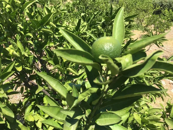 Mandarina isolado de laranja — Fotografia de Stock