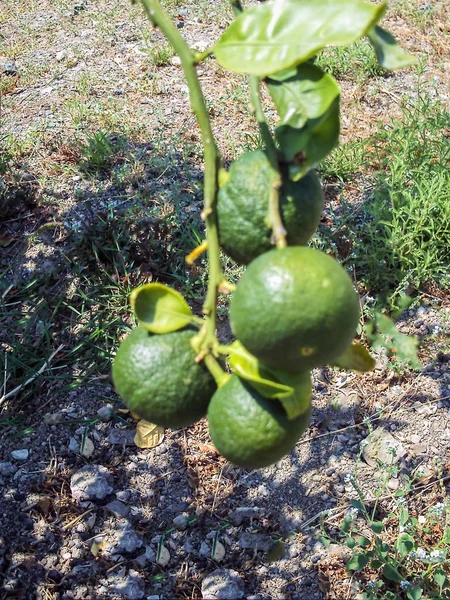 Mandarin orange isolatet — Stockfoto