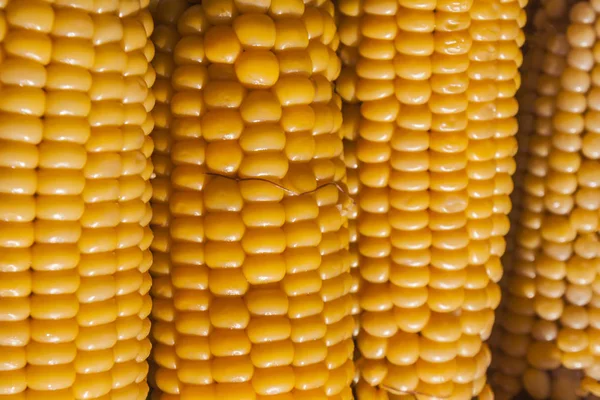 Corn, maize, sweet corn — Stock Photo, Image