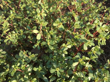 Semizotu arka plan izole