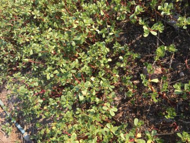 Semizotu arka plan izole