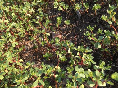 Semizotu arka plan izole