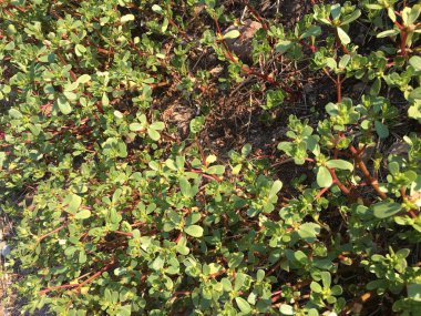 Semizotu arka plan izole