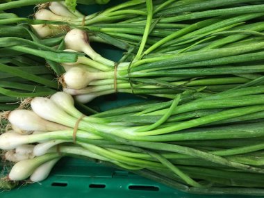 yeşil soğan yeşil soğan 
