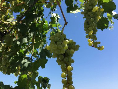 Üzüm kümeleri, üzüm tahıl