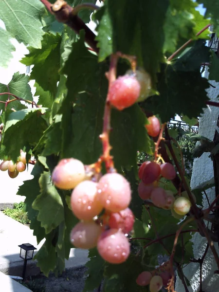 Aglomerados de uvas, grãos de uvas — Fotografia de Stock