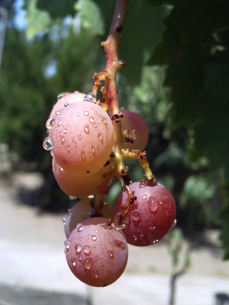 Clústeres de uva, grano de uva — Foto de Stock