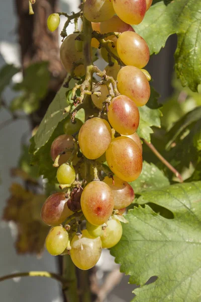 Clústeres de uva, grano de uva — Foto de Stock