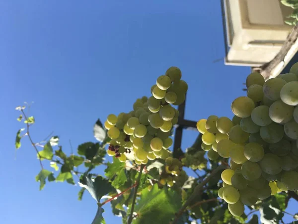 Grappoli d'uva, grani d'uva — Foto Stock