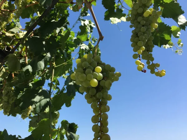 Szemű szőlőfürtöket, szőlő — Stock Fotó