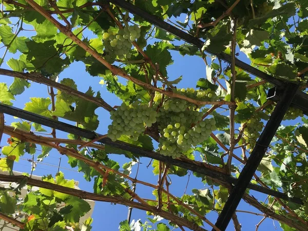 Виноградные скопления, виноградное зерно — стоковое фото