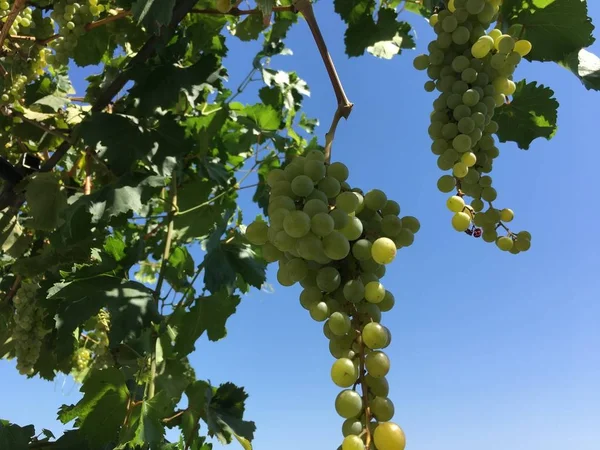 Clústeres de uva, grano de uva — Foto de Stock