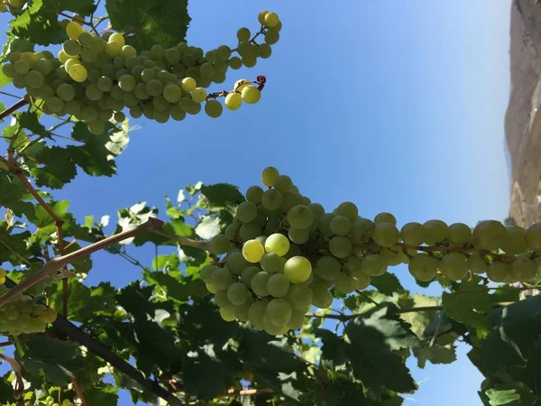 Aglomerados de uvas, grãos de uvas — Fotografia de Stock