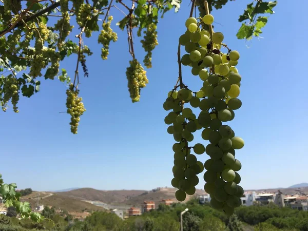 Grappes de raisins, grains de raisins — Photo