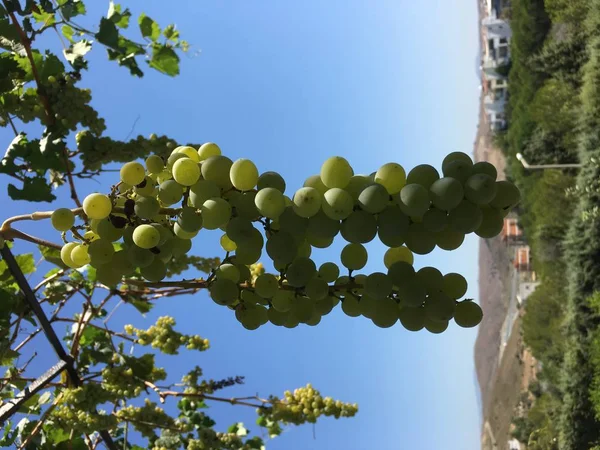 Clústeres de uva, grano de uva — Foto de Stock