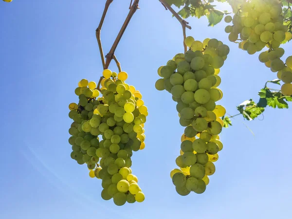 Druif clusters, druif graan — Stockfoto