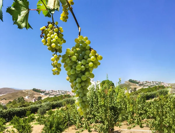 Grappoli d'uva, grani d'uva — Foto Stock