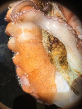 Ahtapot arka plan ünitesi izole