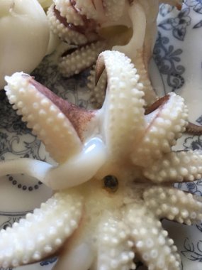 Ahtapot arka plan ünitesi izole