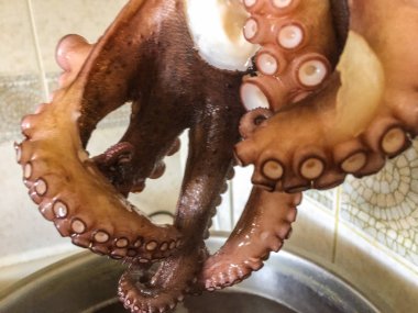 Ahtapot arka plan ünitesi izole