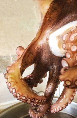 Ahtapot arka plan ünitesi izole