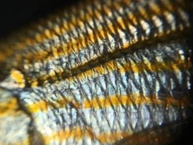 Balık arka plan ünitesi izole