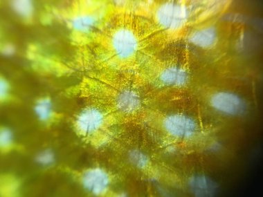 Balık arka plan ünitesi izole