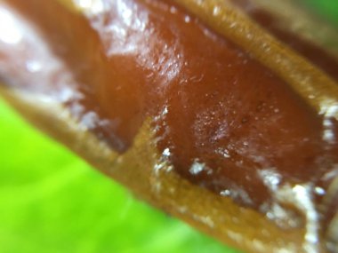 Palm Tarih arka plan birimi izole