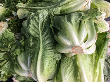 marul arka plan izole