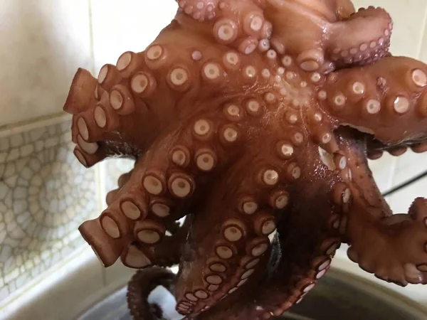 Octopus Bakgrund Enhet Isolera — Stockfoto