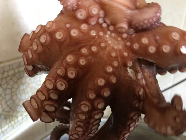 Octopus Bakgrund Enhet Isolera — Stockfoto