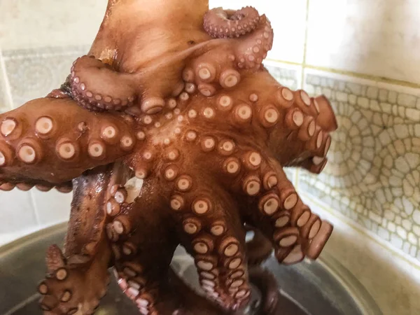 Octopus Achtergrond Eenheid Isoleren — Stockfoto