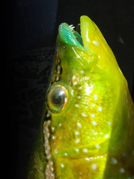 Unità Fondo Del Pesce Isolata — Foto Stock