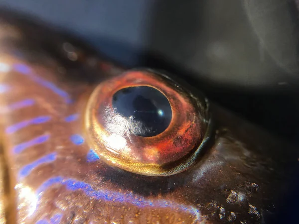 Unità Fondo Del Pesce Isolata — Foto Stock