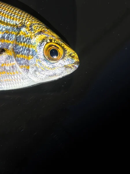 Unità Fondo Del Pesce Isolata — Foto Stock